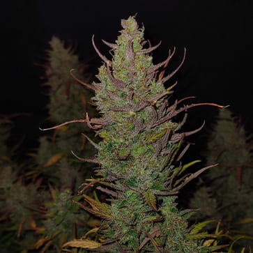 Семена конопли Auto Bombshell Feminised Silver